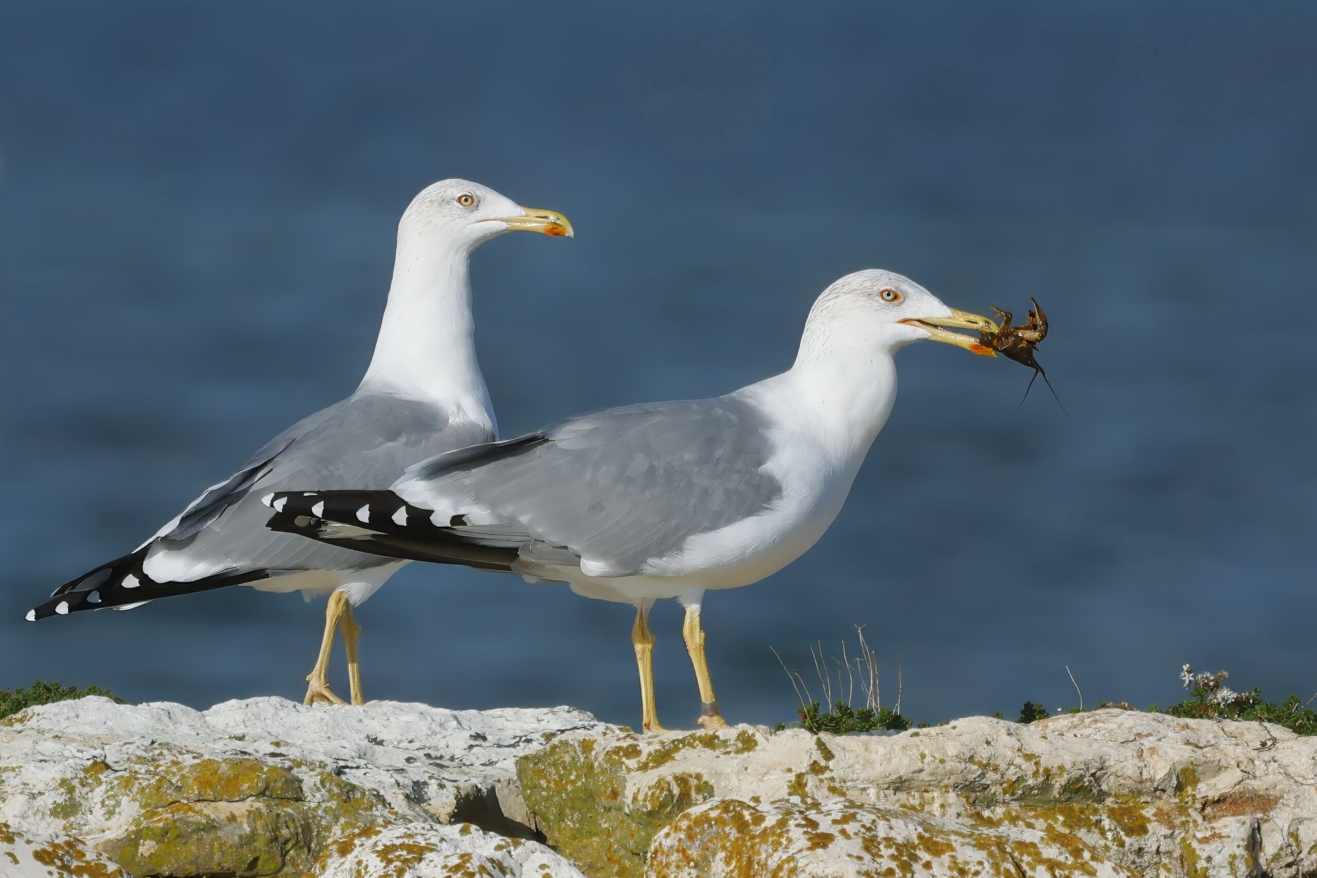 Foto di: Jorge Herzig