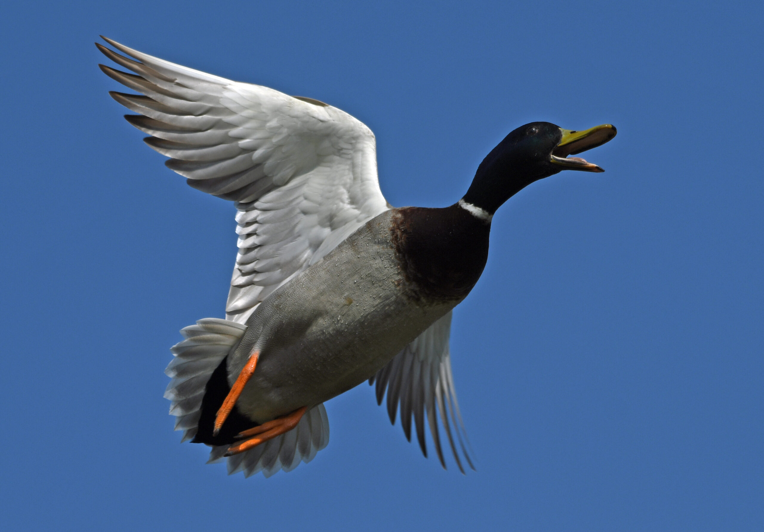 Foto di: Davide Magnaghi