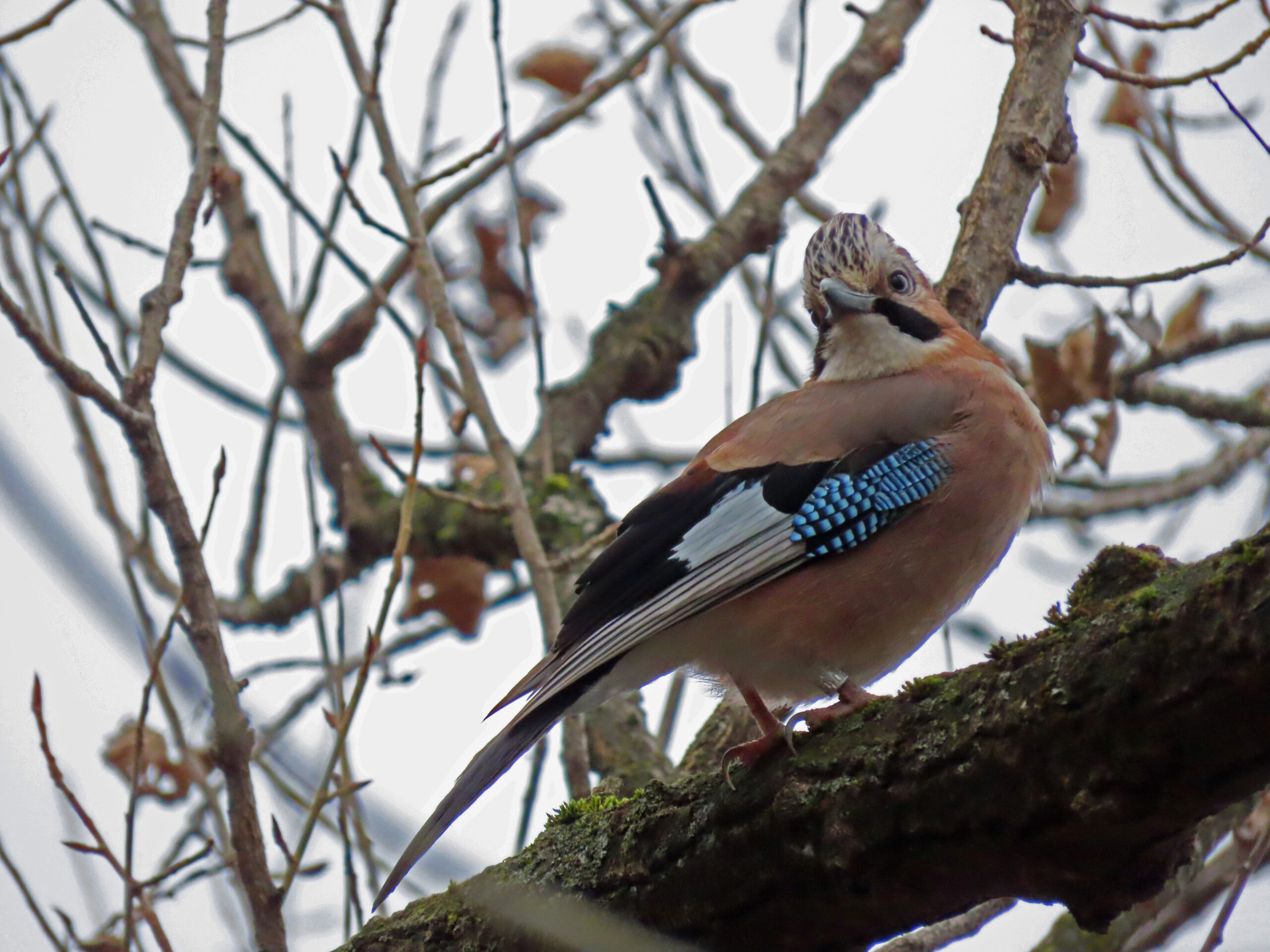 Ghiandaia - Ficedula