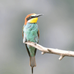 Gruccione - Ficedula