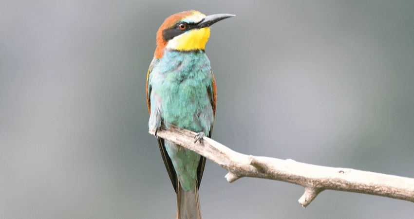 Gruccione - Ficedula