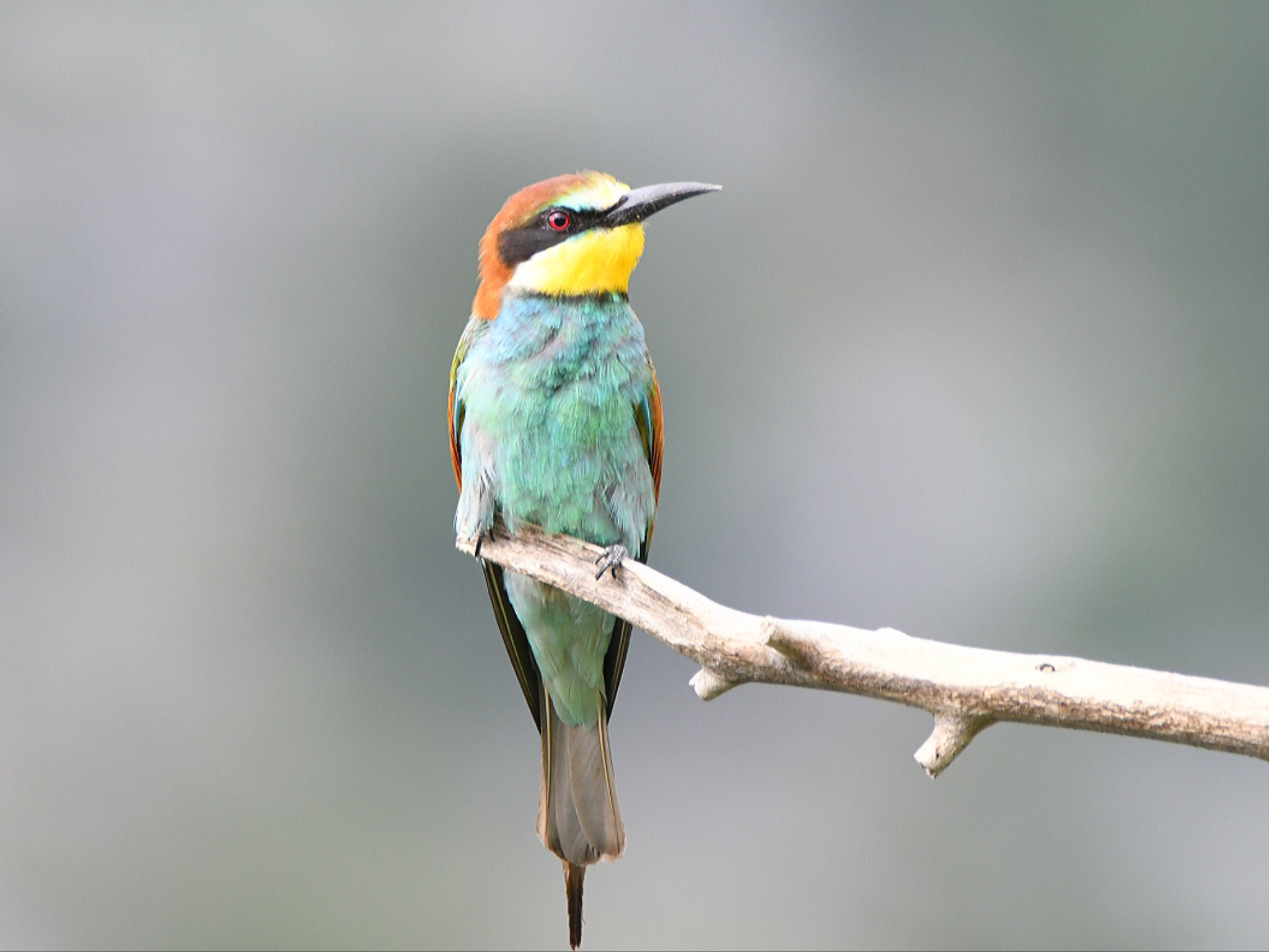 Gruccione - Ficedula