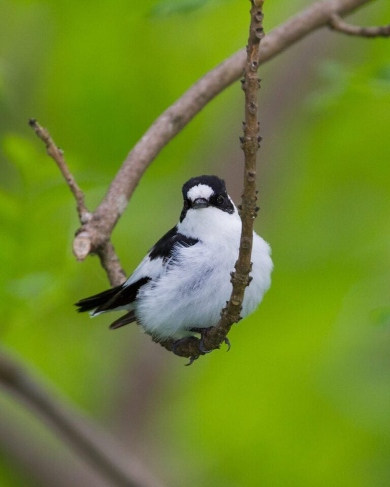 Chi siamo - Ficedula