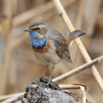 Pettazzurro - Ficedula