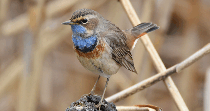 Pettazzurro - Ficedula