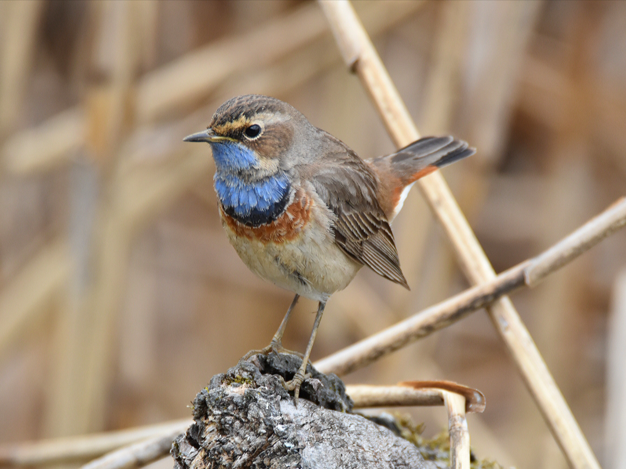 Pettazzurro - Ficedula