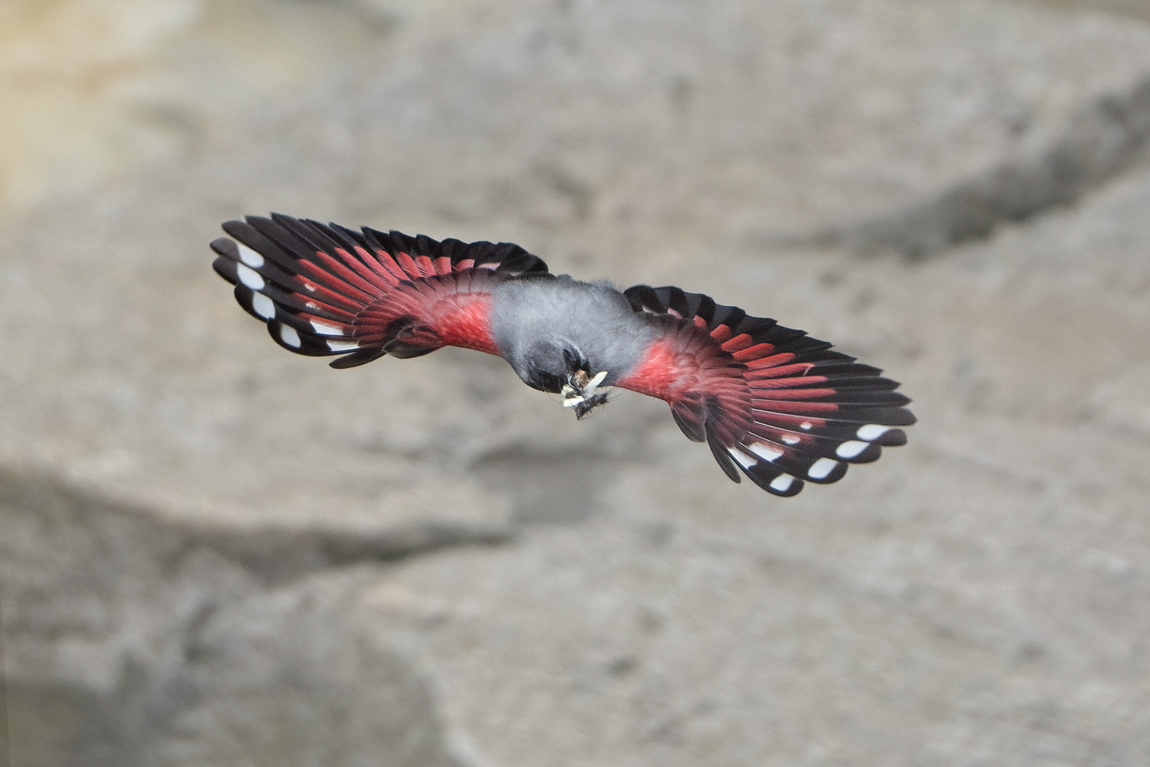 Foto di: Nicola Pini