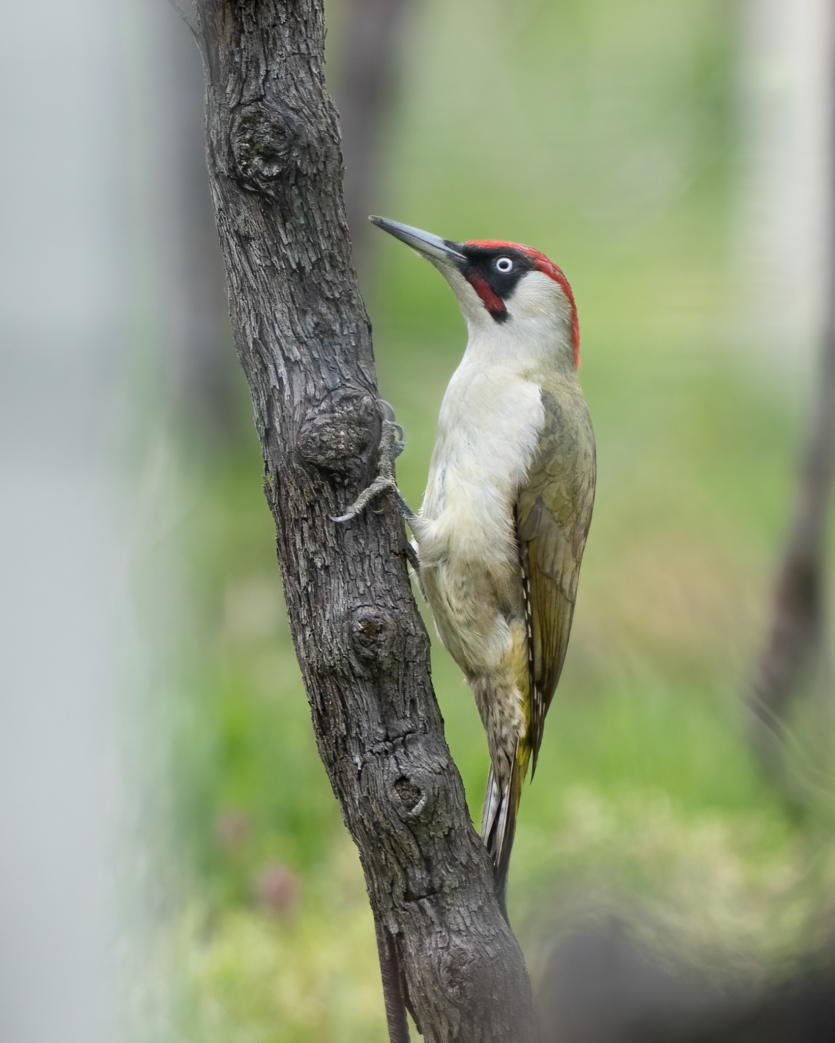 Foto di: Nicola Pini