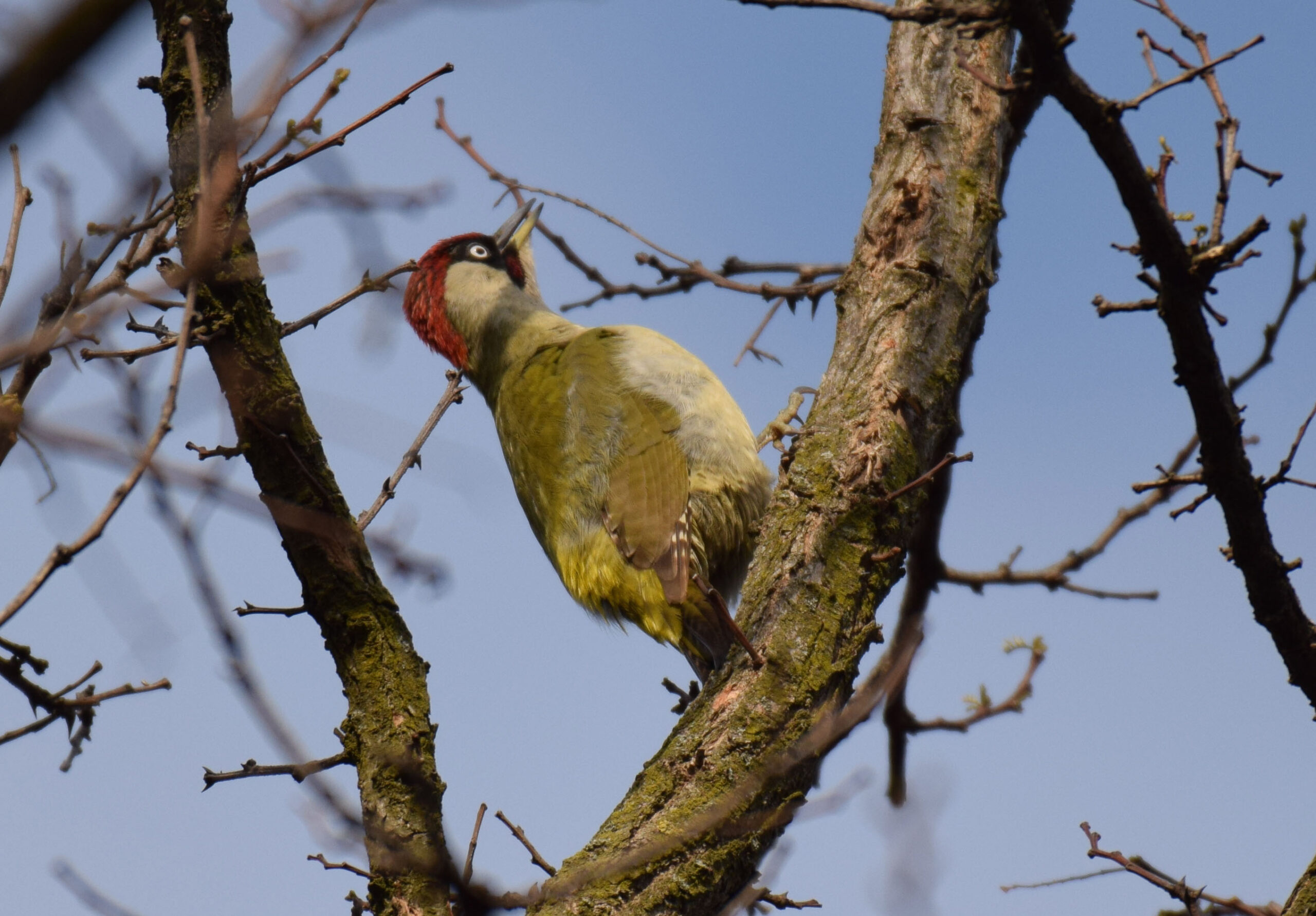 Foto di: Liliane Petrini