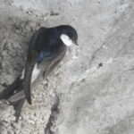 Progetto Balestruccio