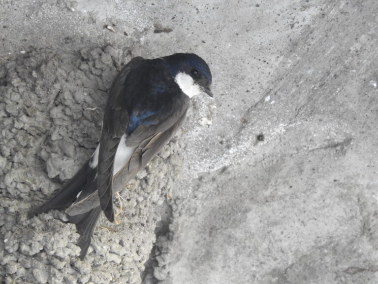 Progetto Balestruccio