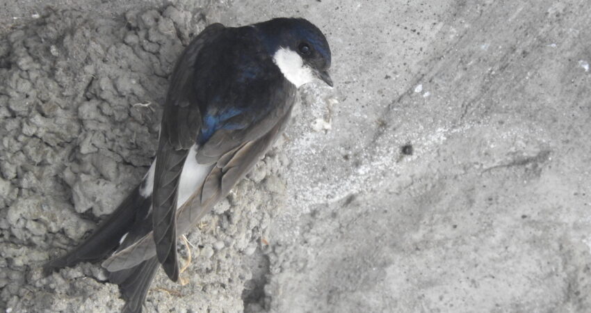 Progetto Balestruccio