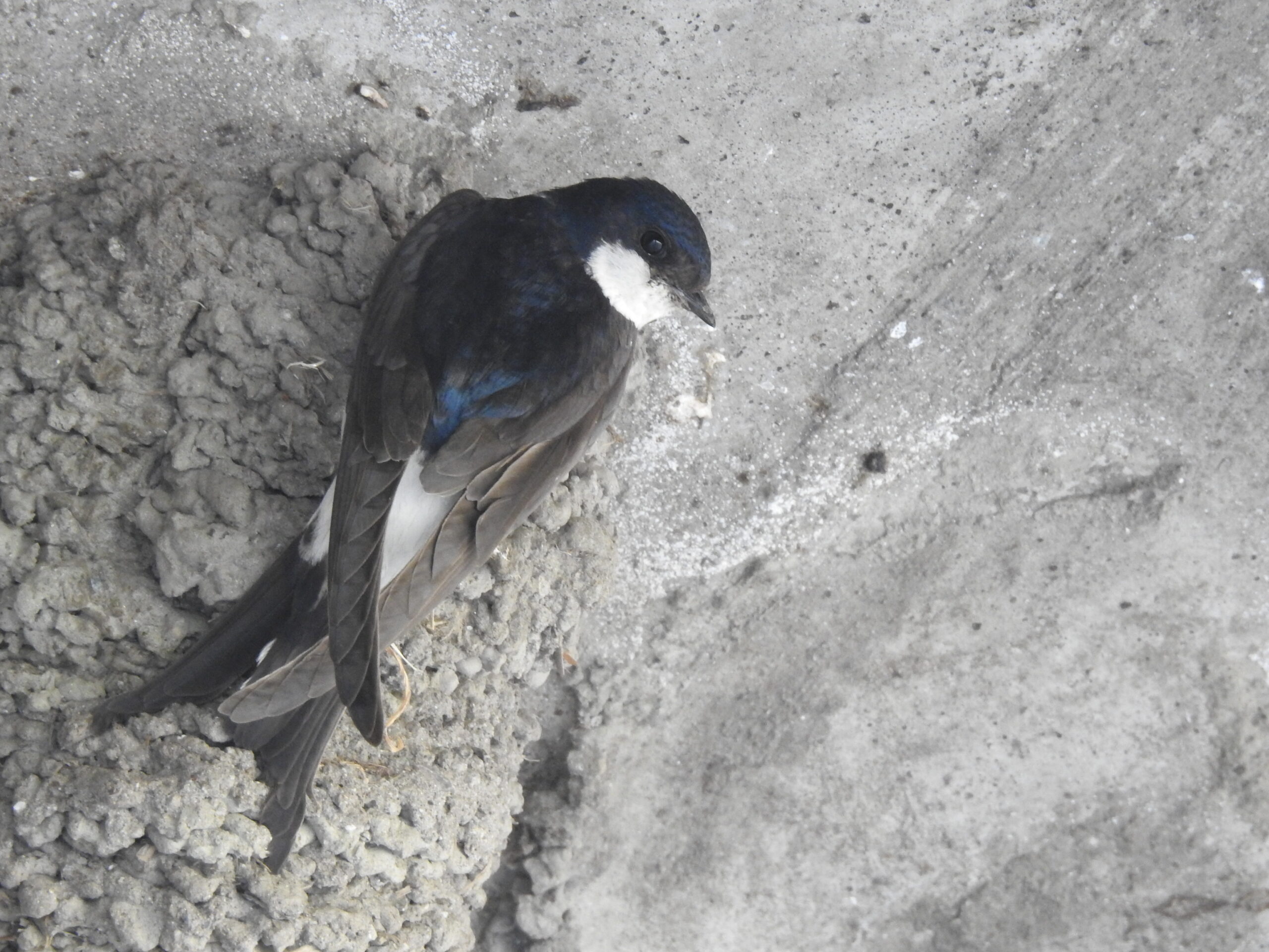 Progetto Balestruccio