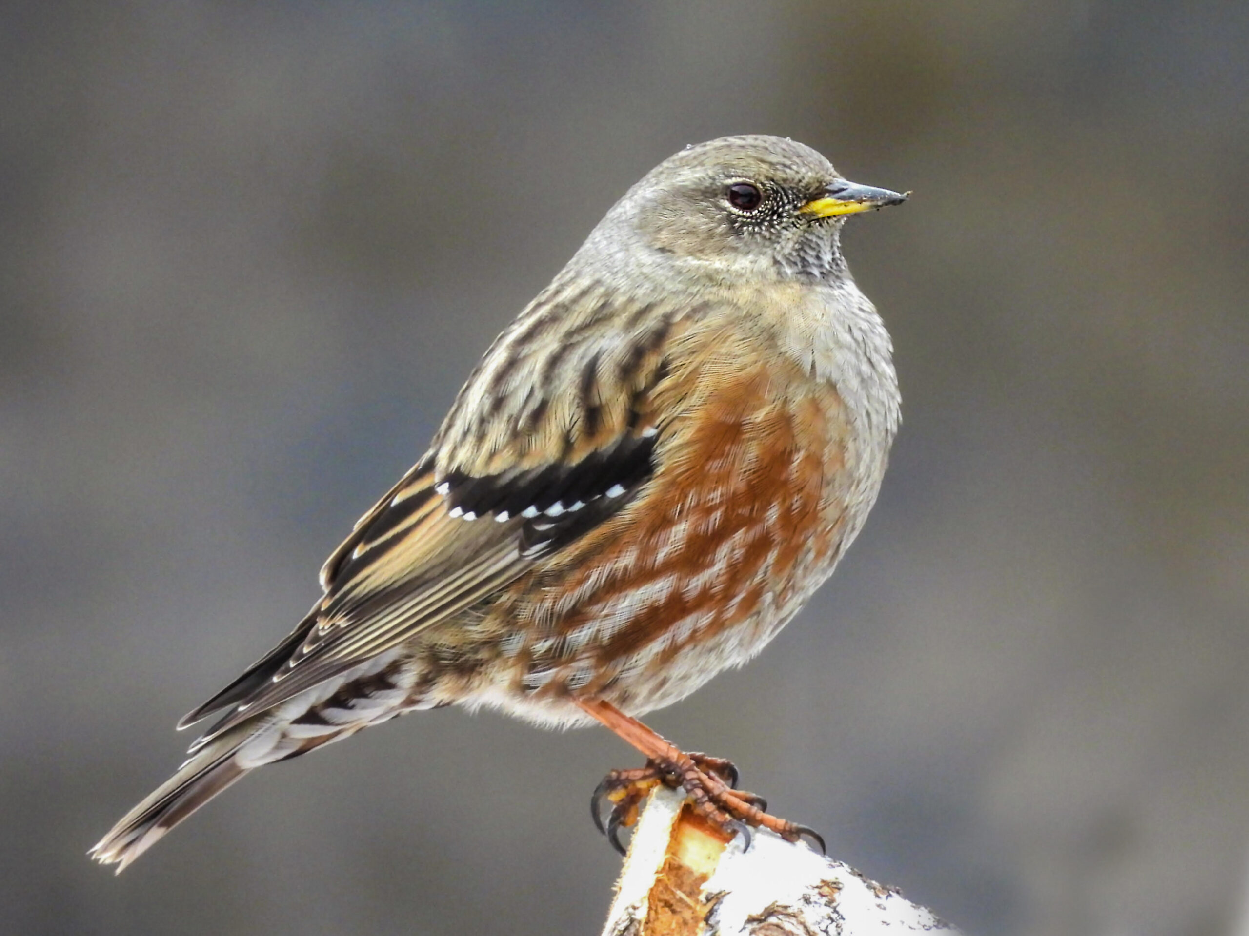 Foto di: Marco Viglezio