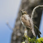 Torcicollo - Ficedula