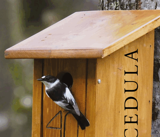 Copertina rivista - Un volo di 40 anni