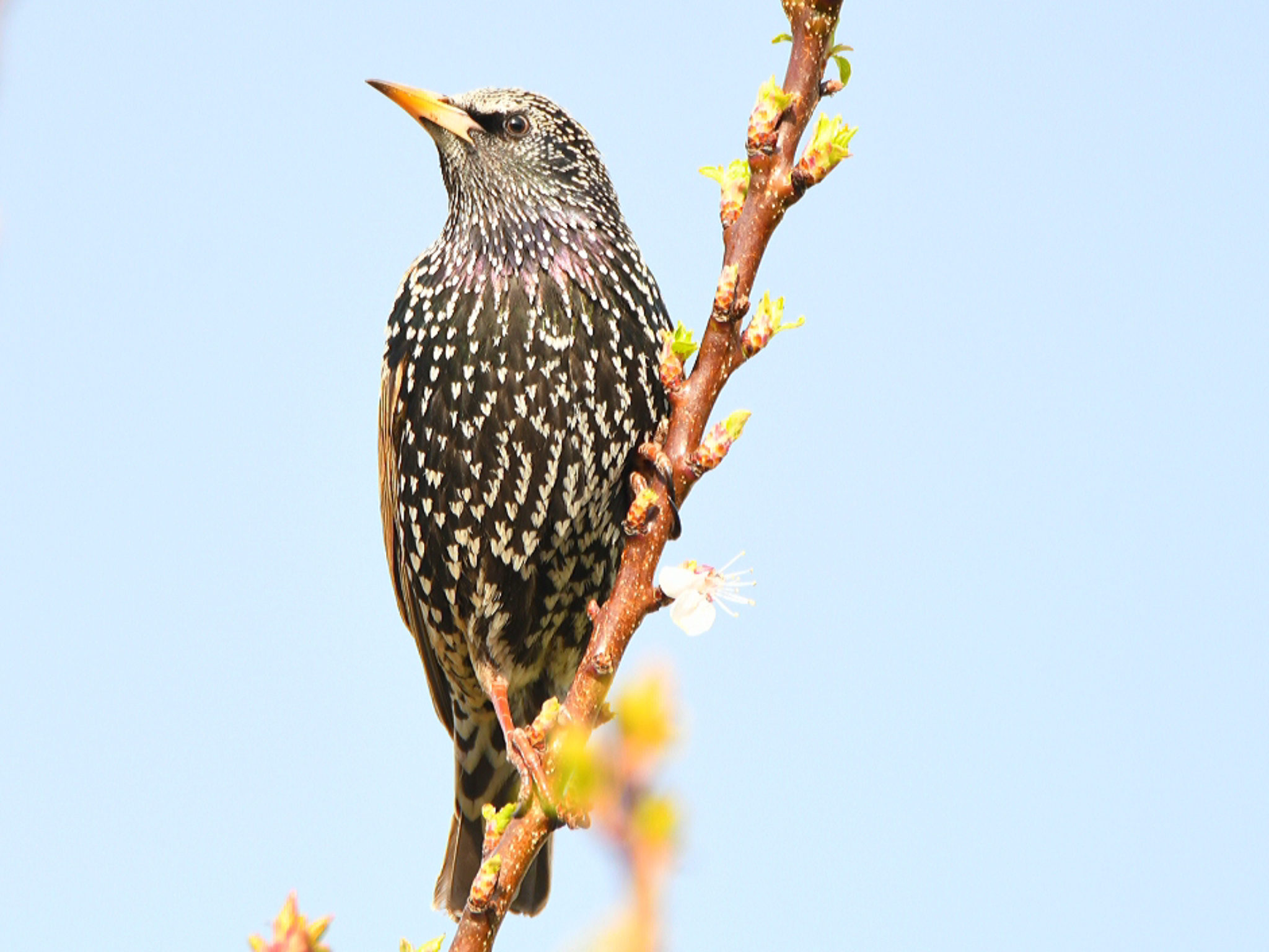 Foto di: Claudio Danesi
