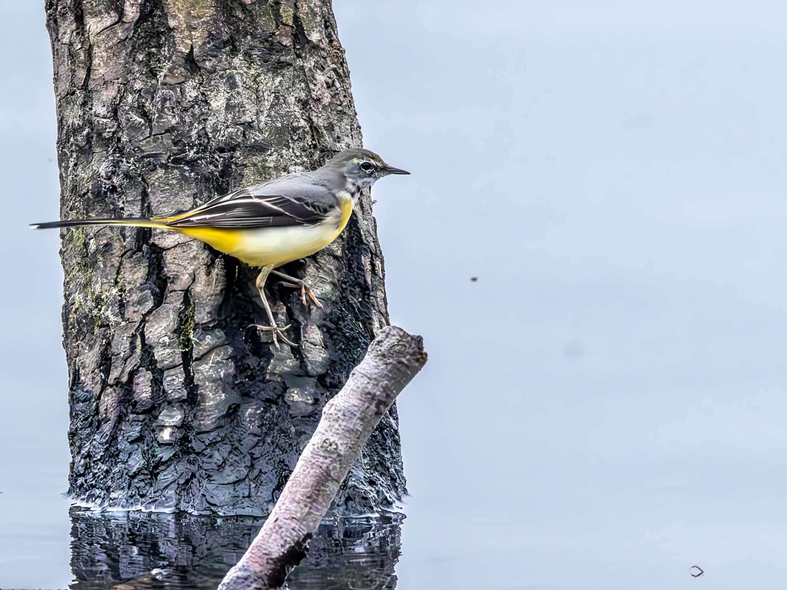 Foto di: Jeannine Zimmermann