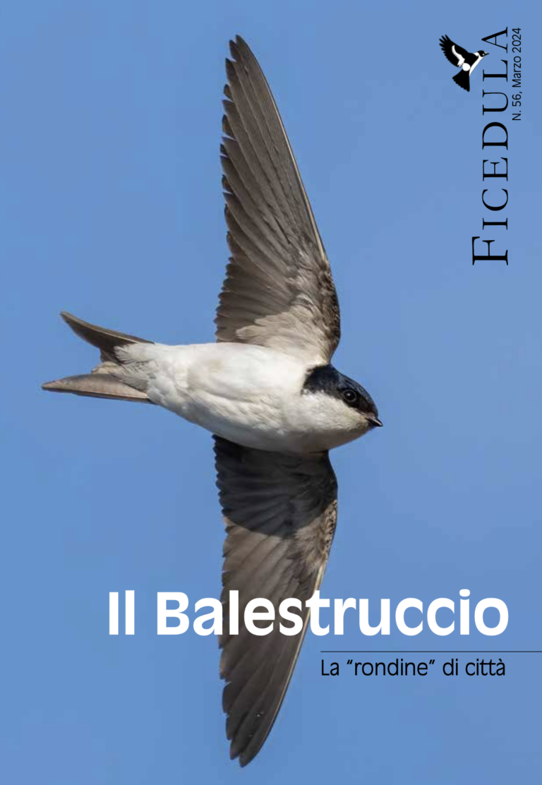 Speciale Balestruccio, Ficedula N. 56, 2024