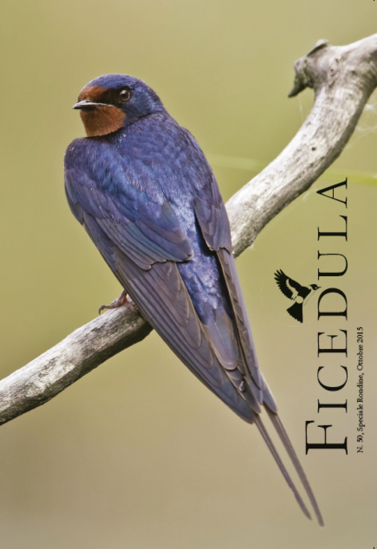 Speciale Rondine, Ficedula N. 50, 2015