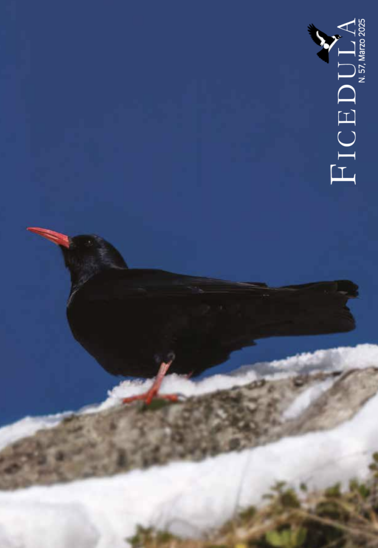 Ficedula N. 57, 2025