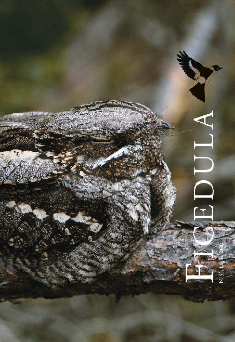 Speciale Succiacapre, Ficedula N. 53, 2020