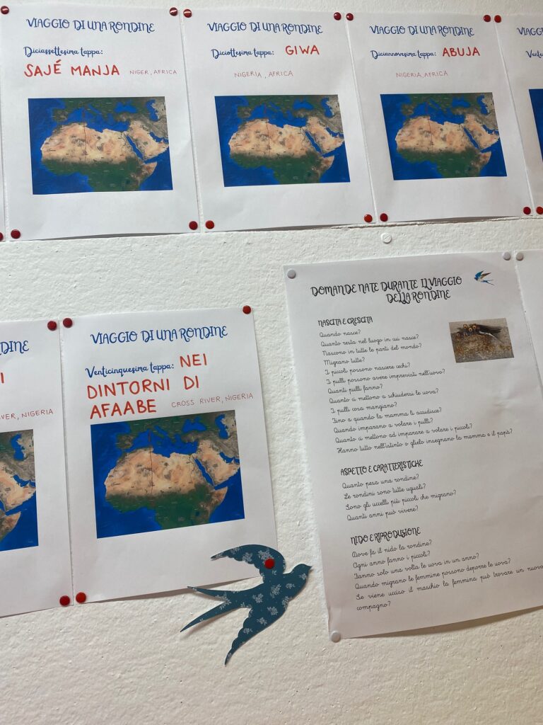 Didattica dedicata alla Rondine