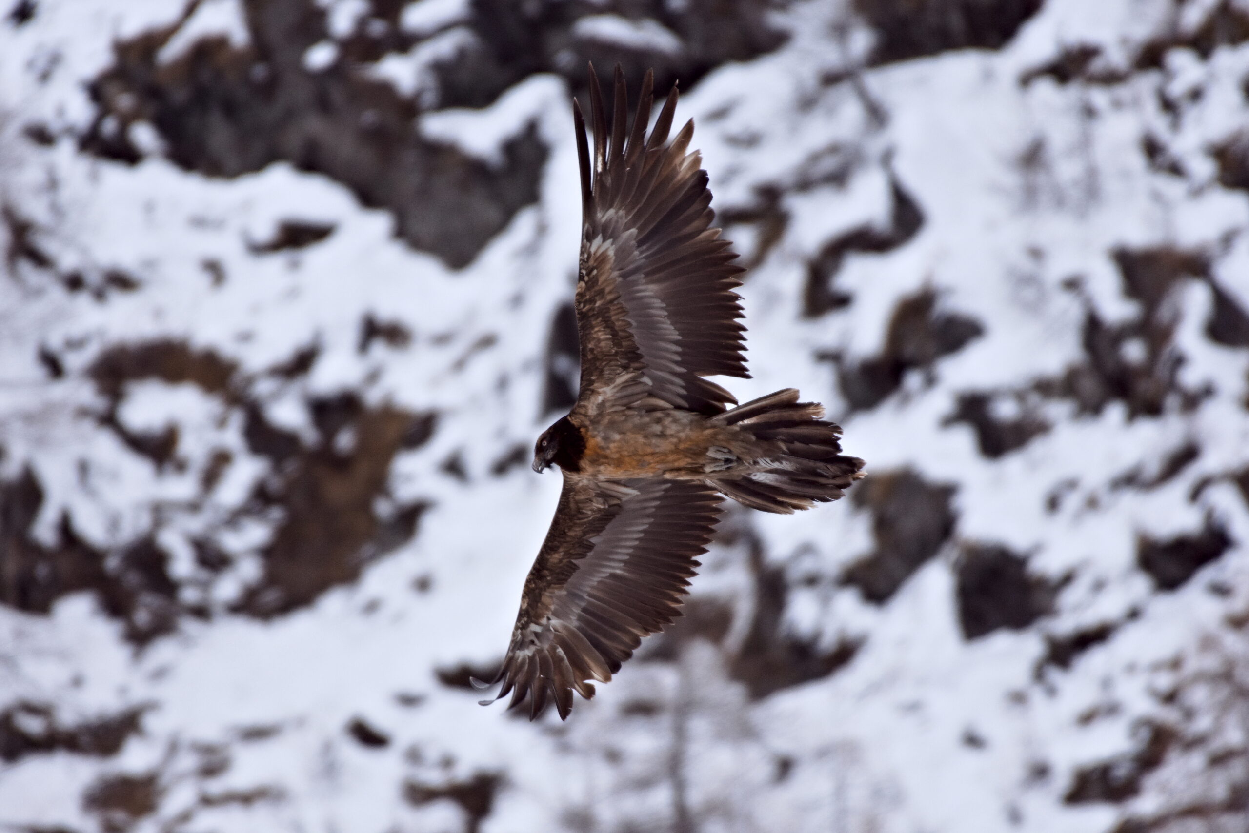 Foto di: Patrick Scimè