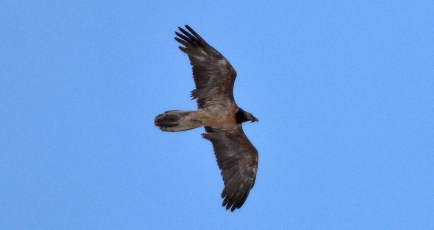 Gipeto 4° anno Foto: Patrick Scimè