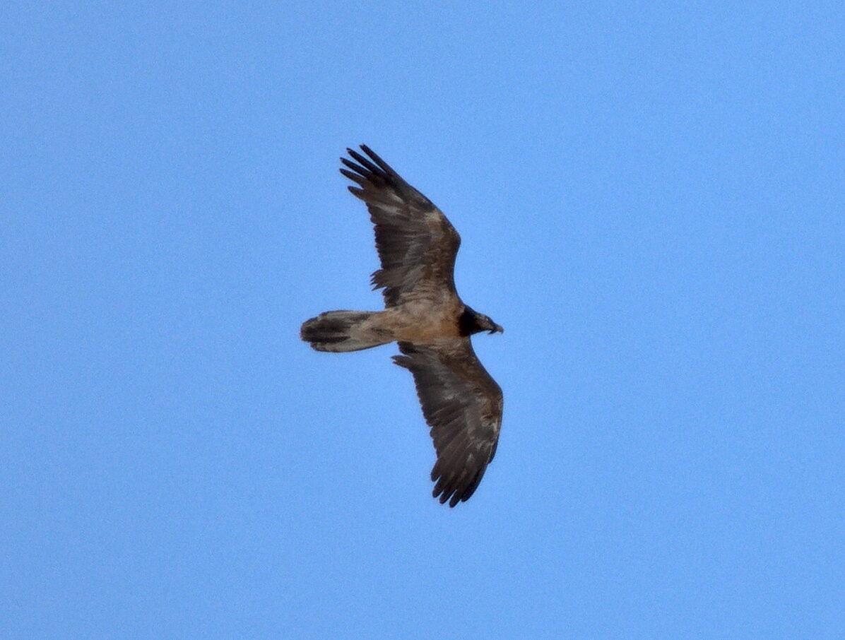 Gipeto 4° anno Foto: Patrick Scimè