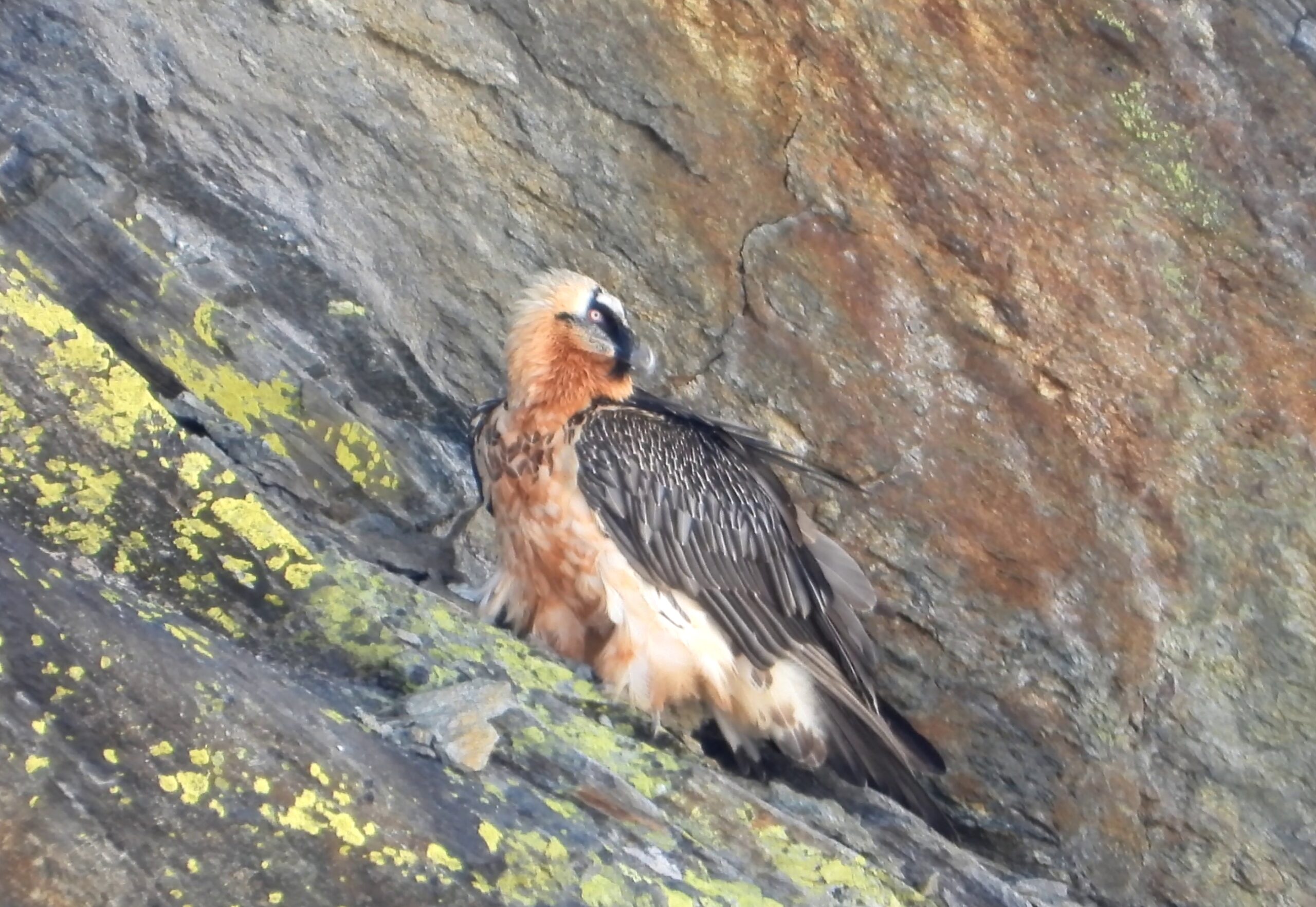 Foto di: Patrick Scimè