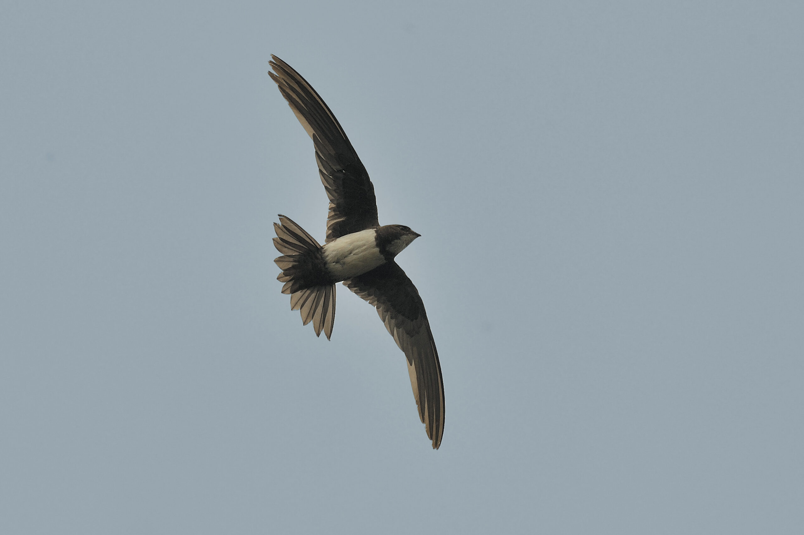 Rondone maggiore Foto di Giorgio Mangili