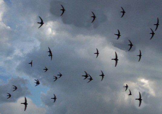 Inventario dei Rondoni